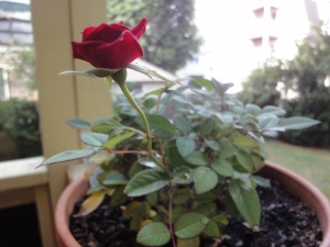 Rose red.