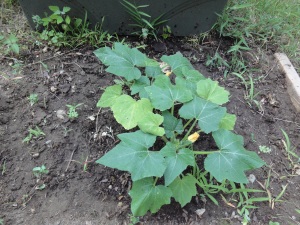 The squash, now with two blossoms.
